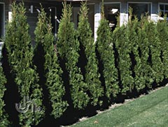 Pyramidal arborvitae are popular plants at Shelton's Garden Center, Niles Michigan.